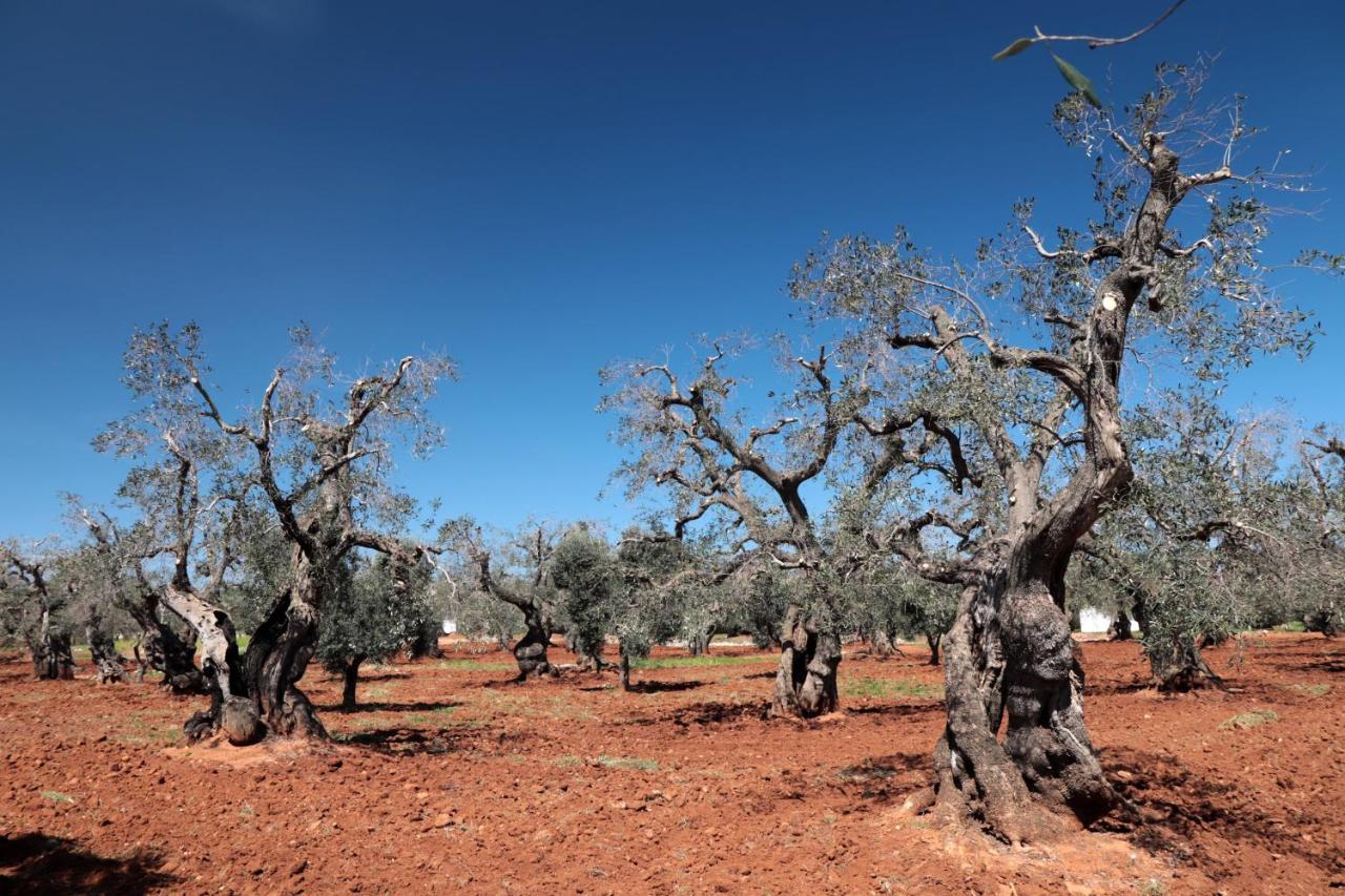 Masseria Conca D'Oro Ostuni Eksteriør bilde