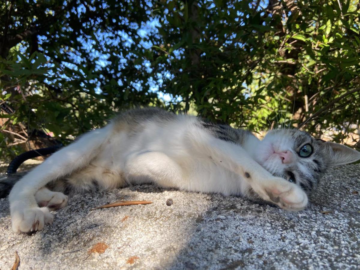 Masseria Conca D'Oro Ostuni Eksteriør bilde