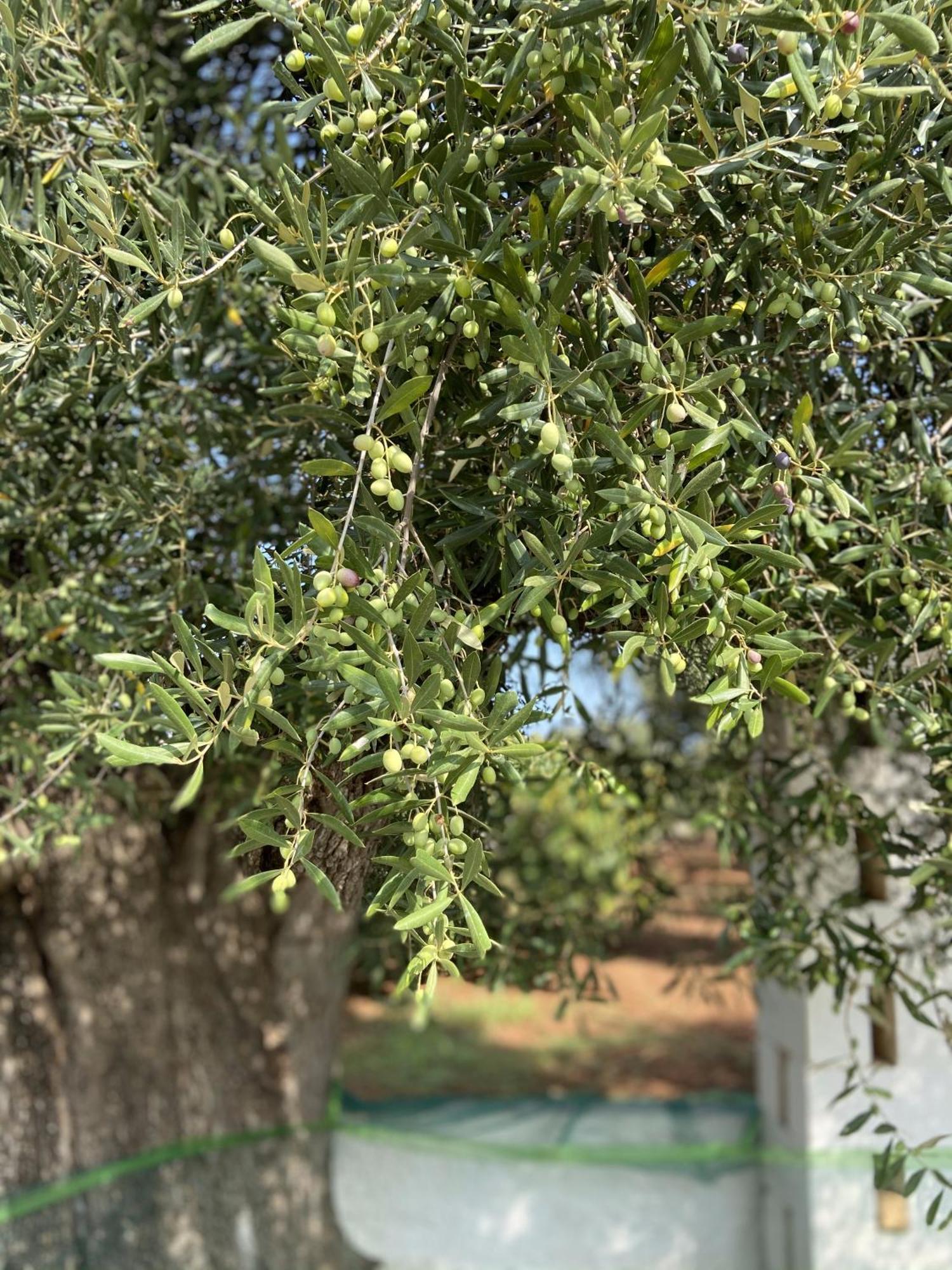 Masseria Conca D'Oro Ostuni Eksteriør bilde